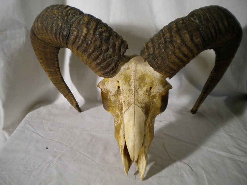Muflon szarv koponyával
